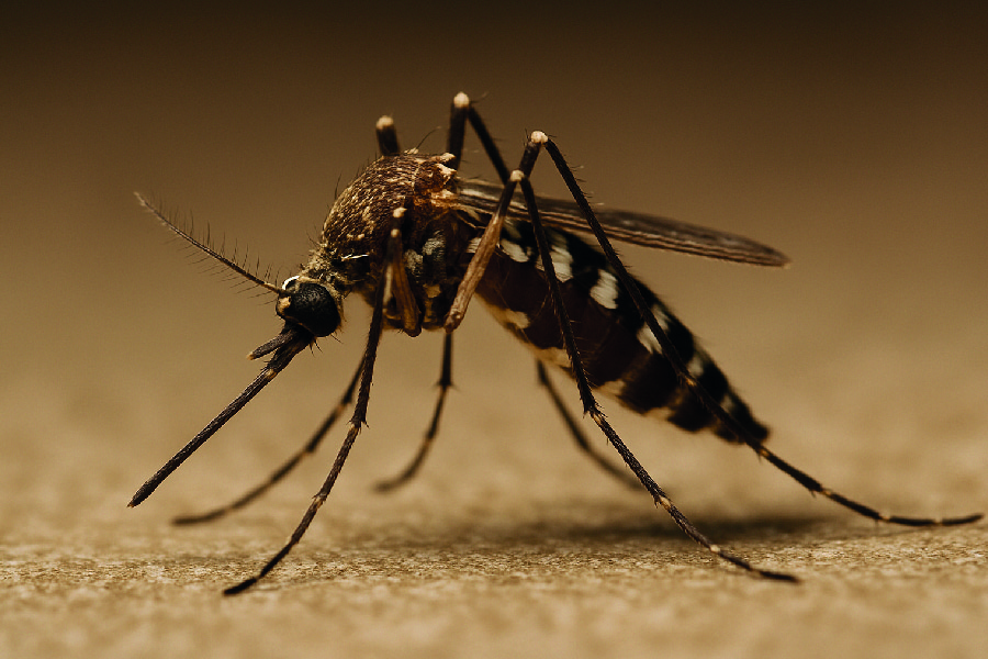 Zanzara Culex, principale vettore del virus West Nile